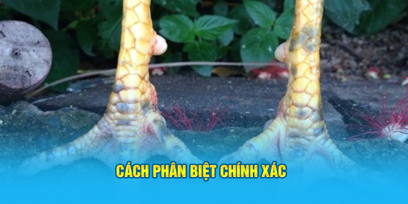 Cách phân biệt chính xác
